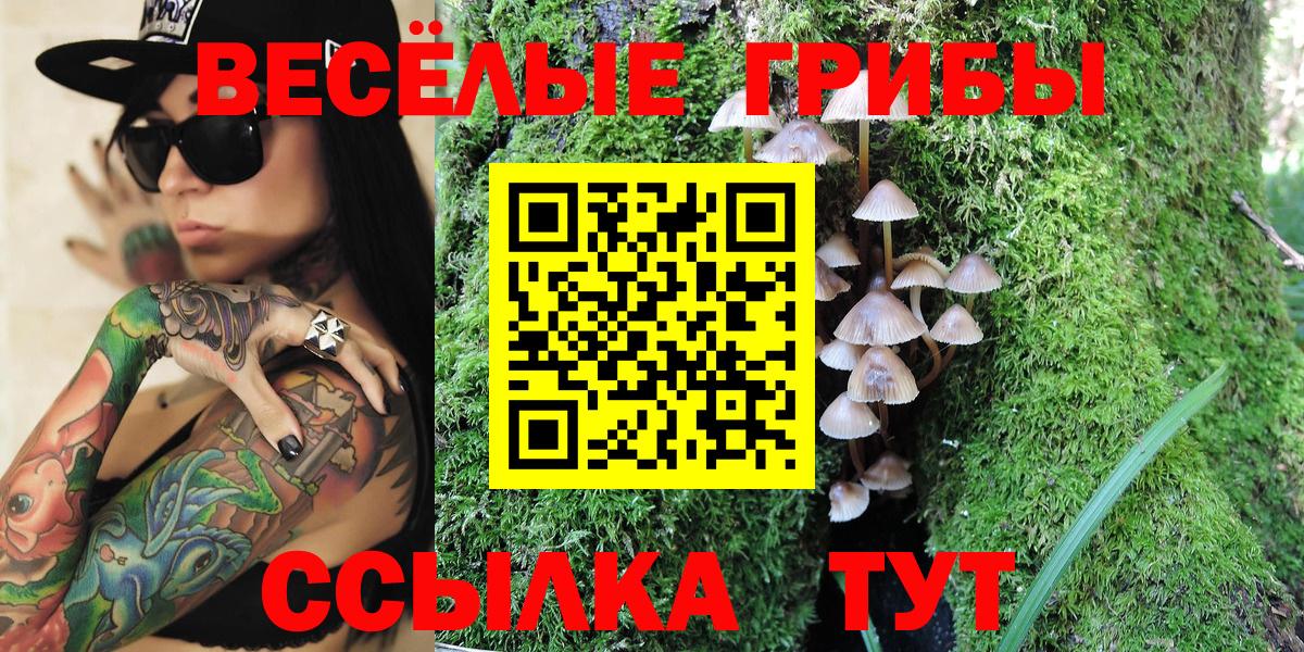 Галлюциногенные грибы Psilocybe Грозный